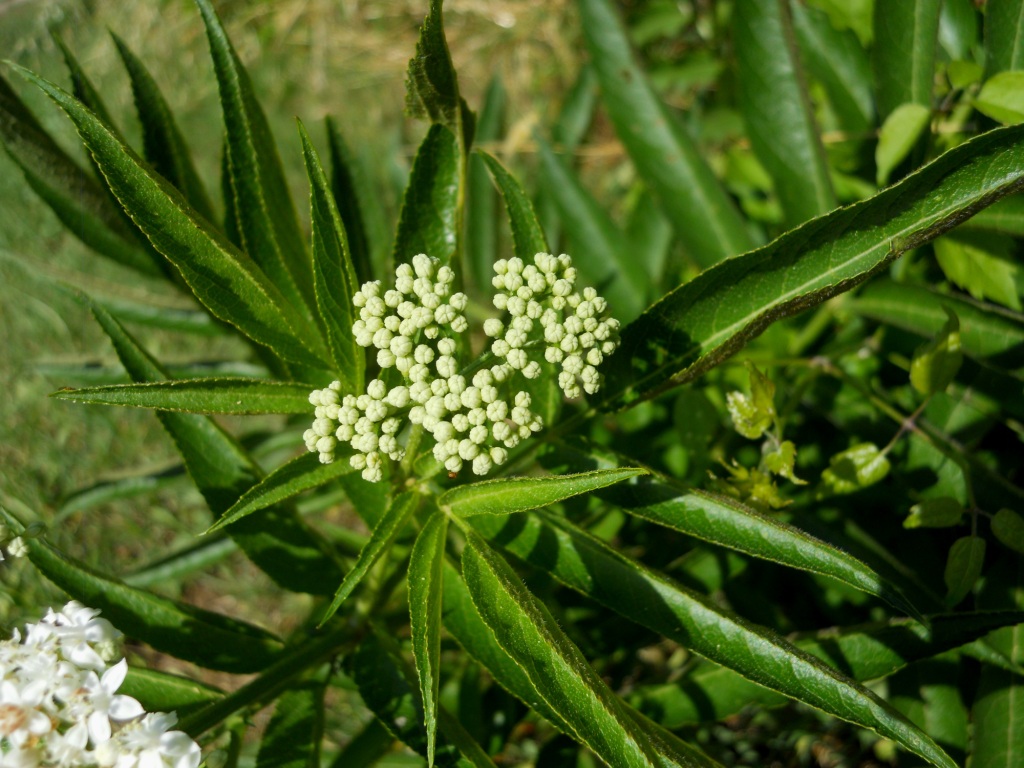 Corimbi bianchi: Sambucus ebulus